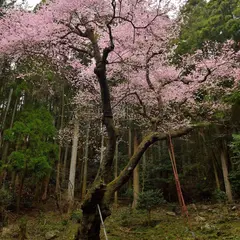 虎尾桜