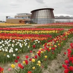 新潟市食育・花育センター【チューリップの名所】