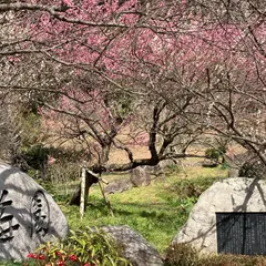 熱海梅園