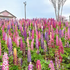 鹿沼市花木センター