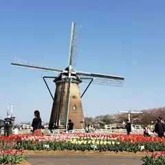 チューリップ畑(佐倉ふるさと広場)4月