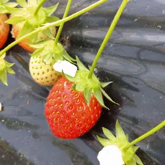 富田農園