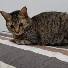 キュベレイ