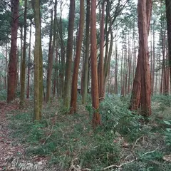 千葉県立船橋県民の森