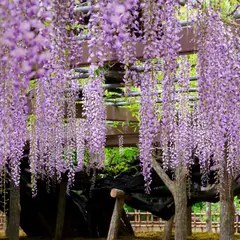 玉敷公園