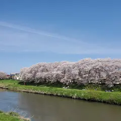 北越谷元荒川堤