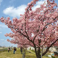 さくら堤公園