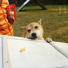ドッグラン清里ブルーグラスフレンドパーク