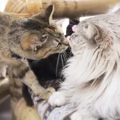 ワンニャンふれあいルーム