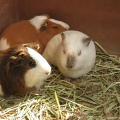 小鳥と小動物の森（アルプス公園内）