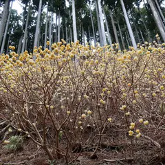 ミツマタ群生地