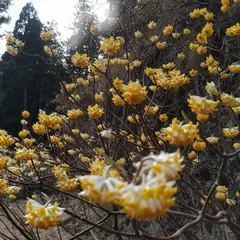ミツマタ群生地