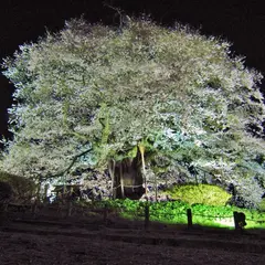 醍醐桜