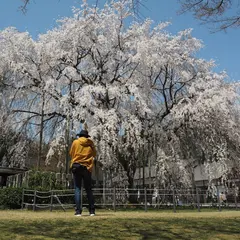 足羽神社のしだれ桜