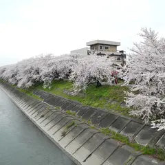 墨俣桜堤防