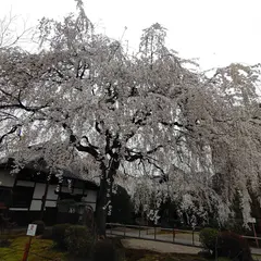 本満寺のしだれ桜