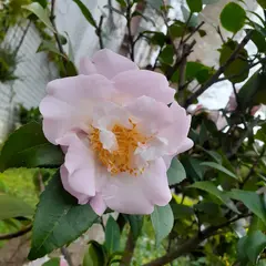 小花園