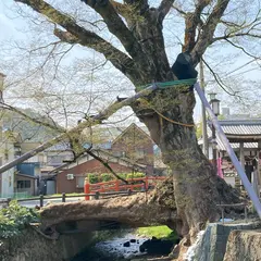 木の根橋