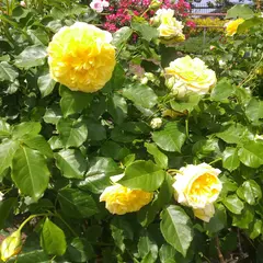 八戸公園