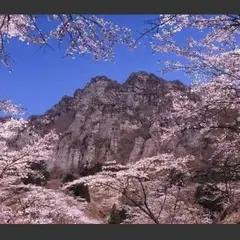 県立森林公園 さくらの里