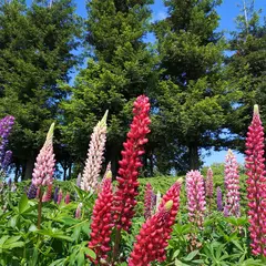 エレガガーデン (富山県花総合センター)