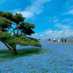 国営ひたち海浜公園