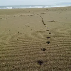 砂浜美術館