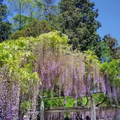 三大神社のフジ