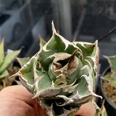 PlaPlants