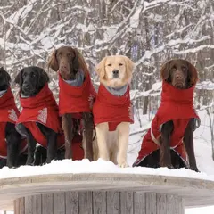 I (あい) 犬の森ドッグアドベンチャーセンター