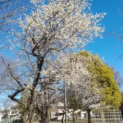 下蕨公園