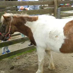 清里ポニー牧場