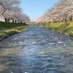 舟川べり桜並木