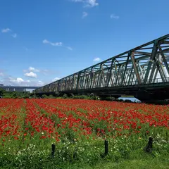 平井運動公園（ポピー畑）