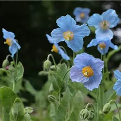 六甲高山植物園