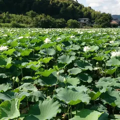 城山桜公園（馬場城跡）