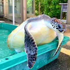 道の駅 紀宝町ウミガメ公園