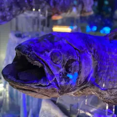 沼津港深海水族館