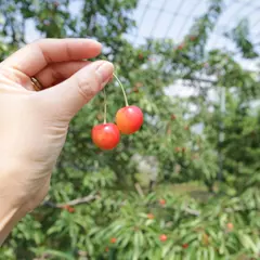 黒岩果樹園
