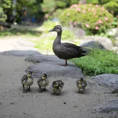 豪商の館田中本家博物館