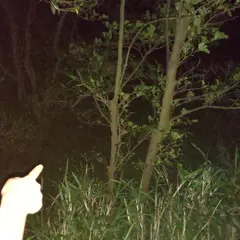 ゲンジボタルの里