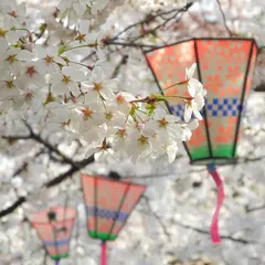 桜の名所