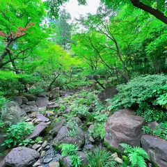 中自然の森