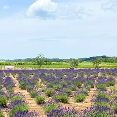 ラベンダー畑（佐倉ラベンダーランド）
