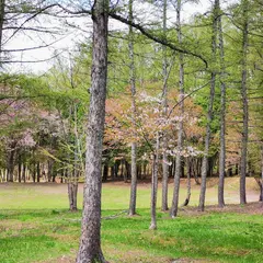 中富良野森林公園
