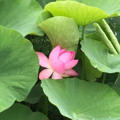 千葉公園