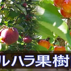 マルハラ果樹園