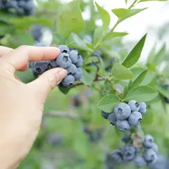 森の畑