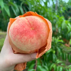 桃茂実苑観光農園