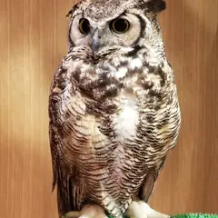 小動物カフェ Moff animal cafe ららぽーと福岡店